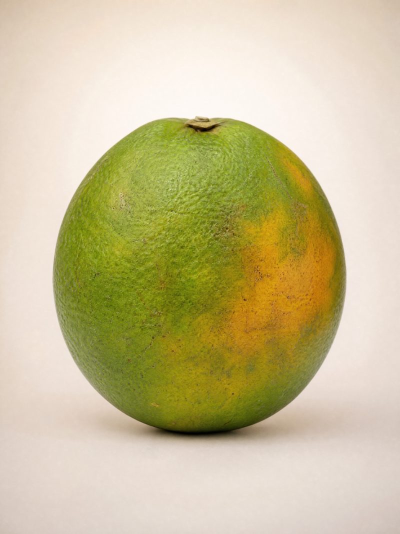 Laranja Beca